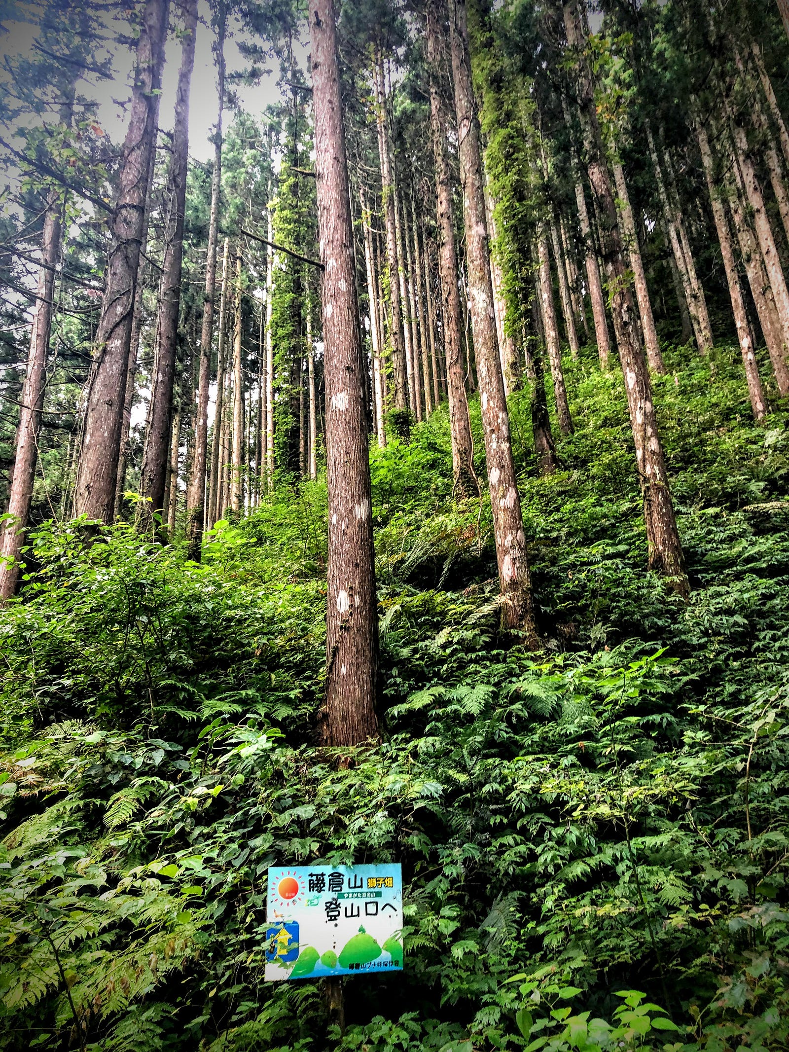 Tall cedar trees and a small sign below showing the path up Mt. Fujikura