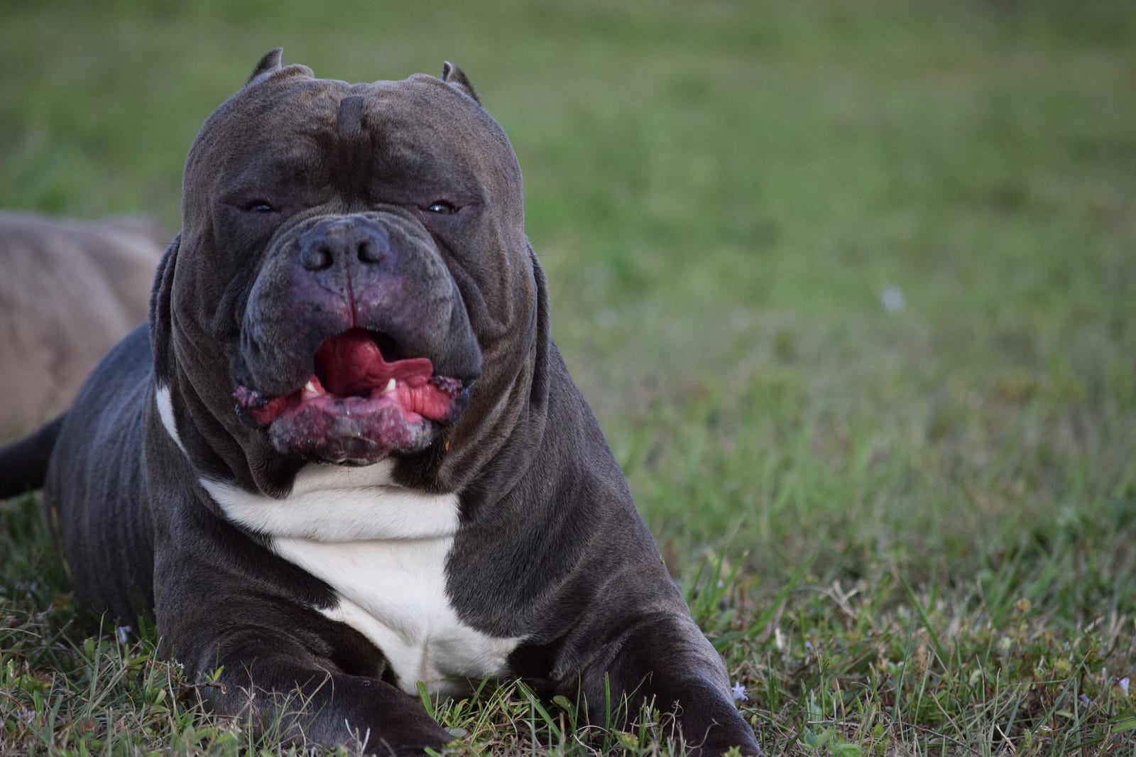 TOP POCKET AMERICAN BULLY BREEDERS – BULLY KING Magazine – Medium