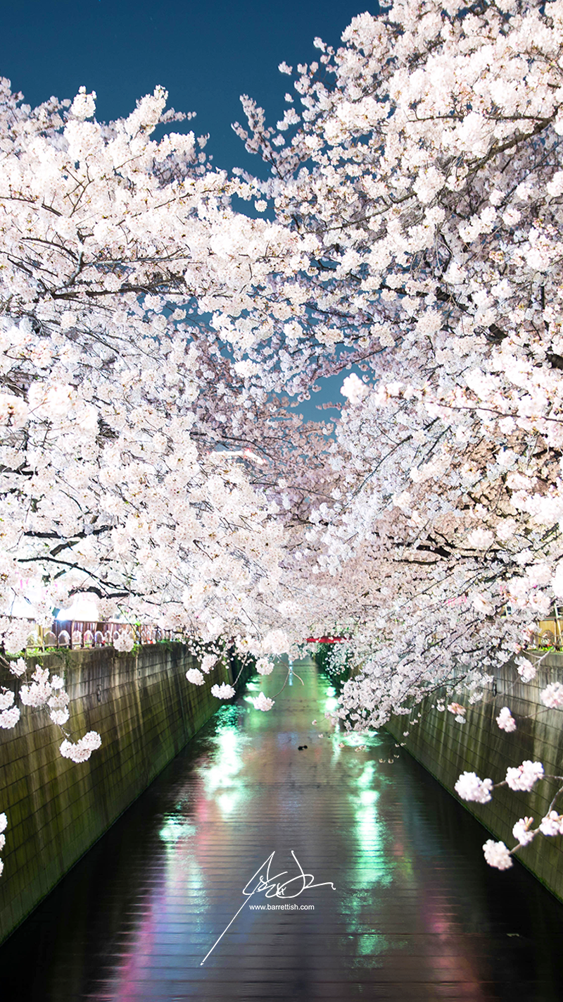 Japans Cherry Blossom Wallpapers Barrett Ishida Medium