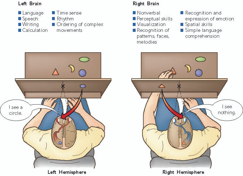 describe the split brain experiments