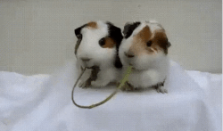 1*1J57K6-LdfId7JCklnjI3w.gif