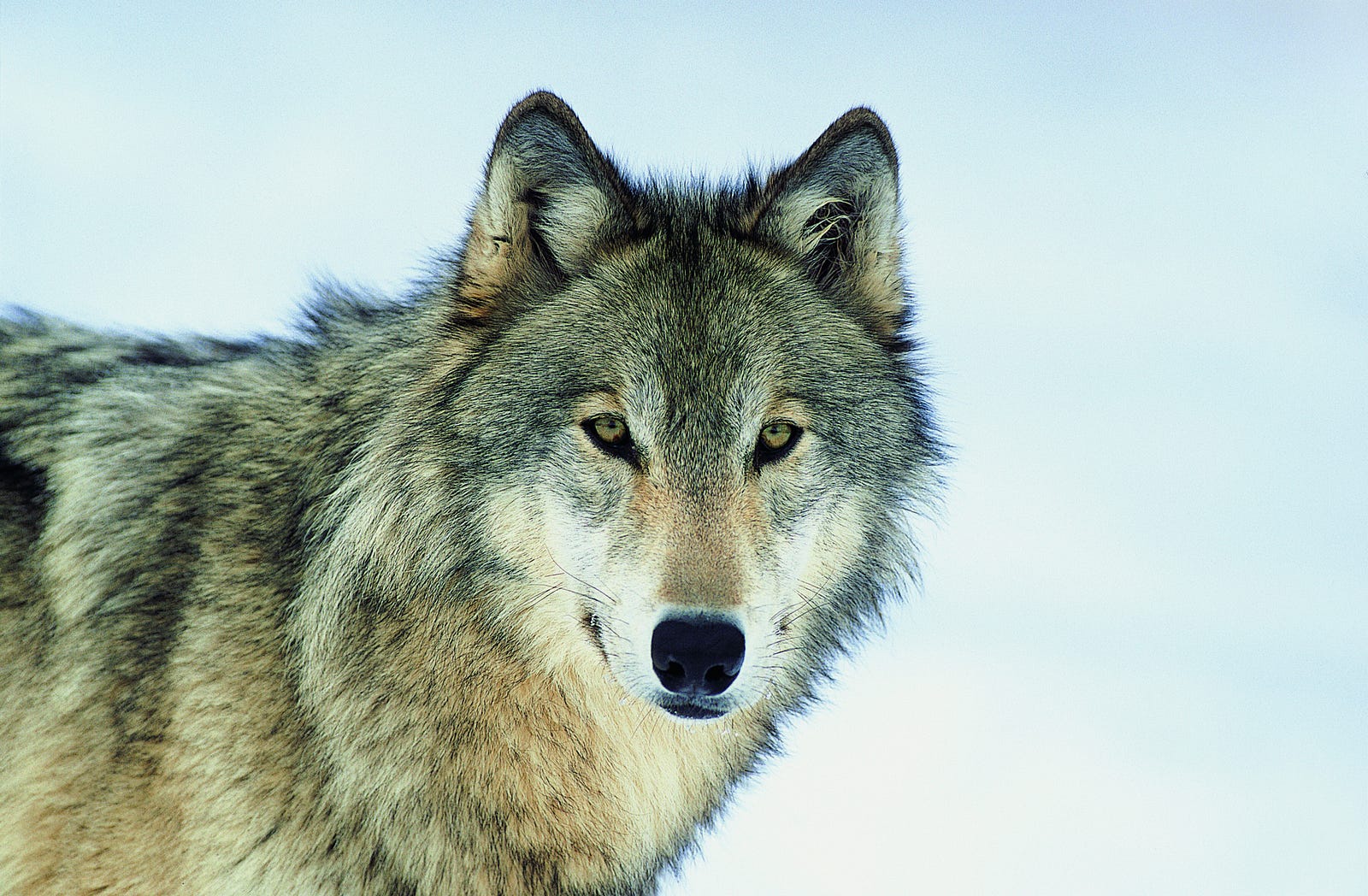 Wolf Pictures :: A Wolf