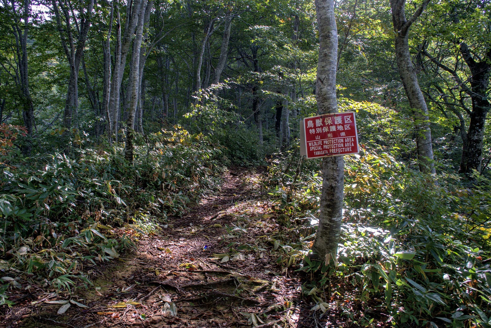 A stark red sign on a beech tree on the Sekigawa Trail up Mt. Maya, just where the path meets the Koesawa Trail.