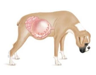 Volvulus Lethal Complication The Swollen Stomach Twists Cutting Off Circulation If This Happens The Dog Can Go Into Shock And In Several Hours Volvulus Lethal Complication The Swollen Stomach Twists Cutting Off Circulation If This Happens The Dog Can Go Into Shock And In Several Hours
