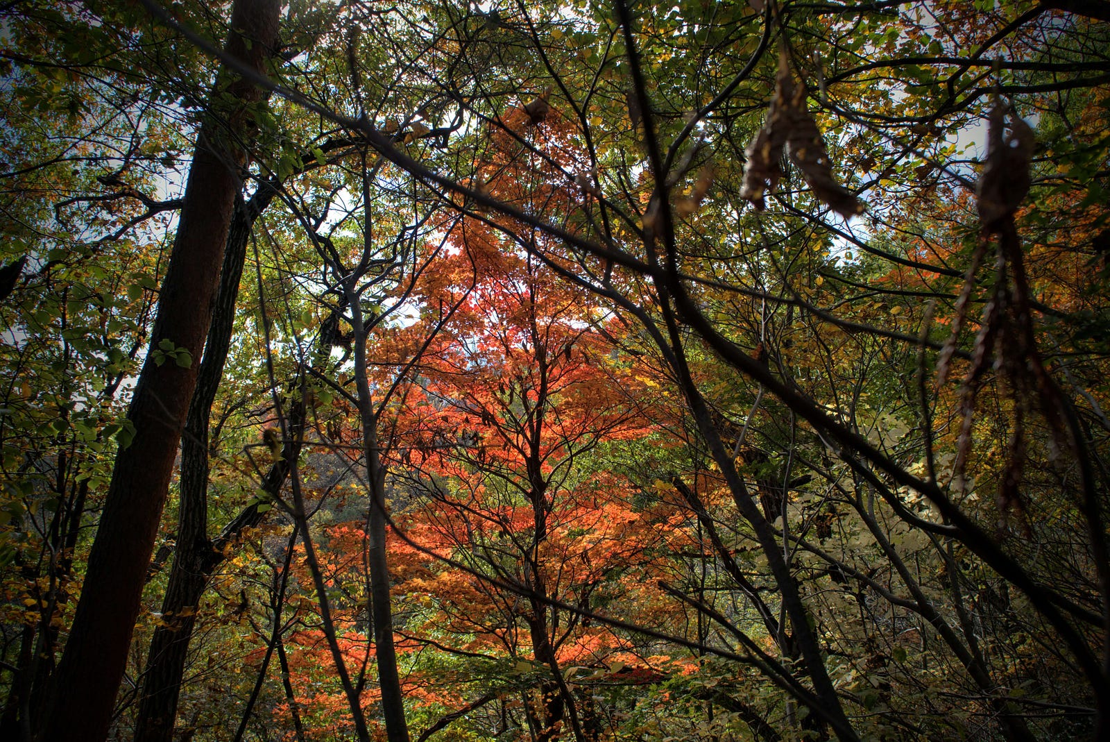 One bright red tree stands out amongst the green autumn leaves of Mt. Hokari