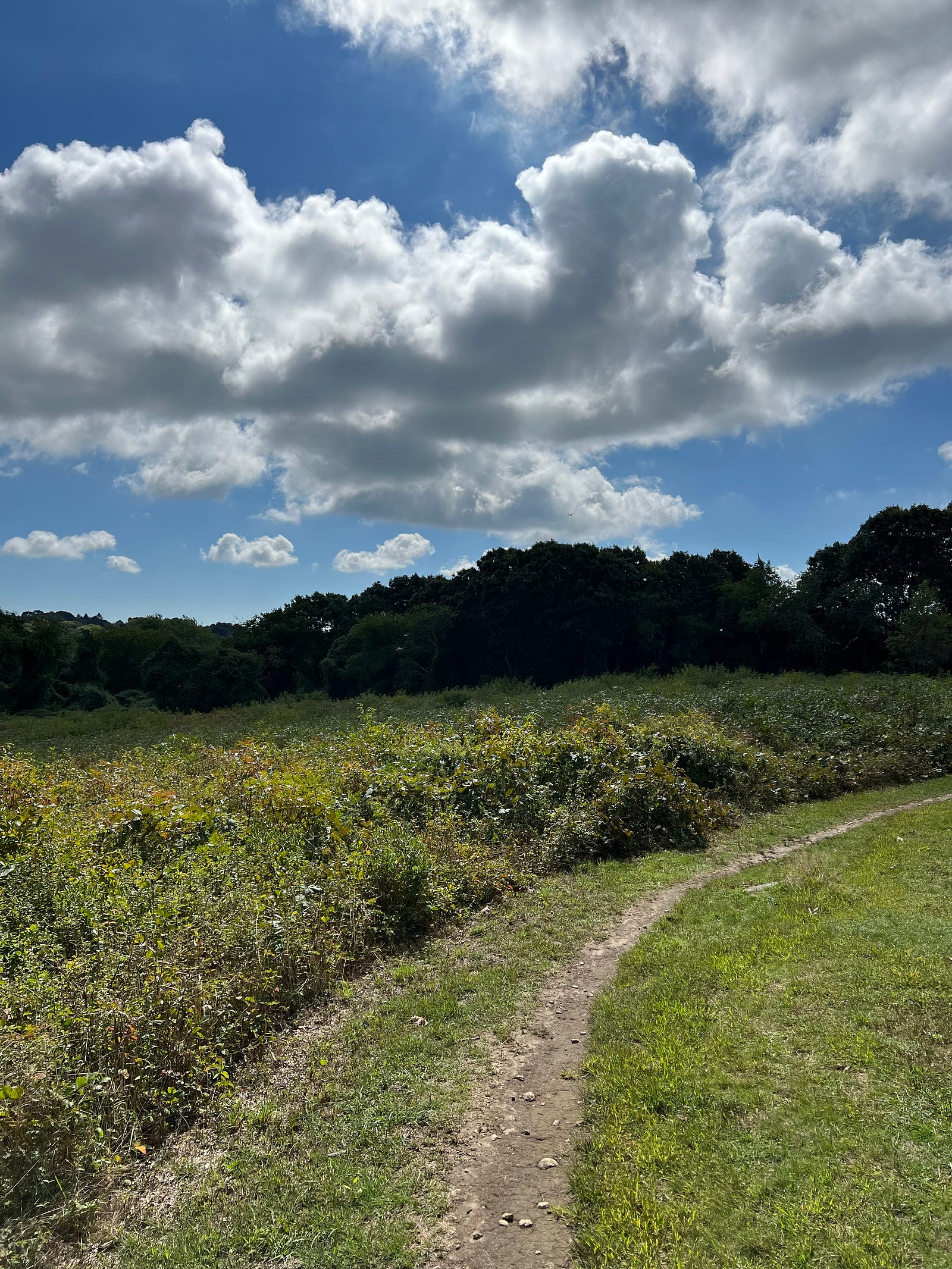 Photo of a curving meadow beneath a cloudskape at Halley Farm State Park, Groton, CT