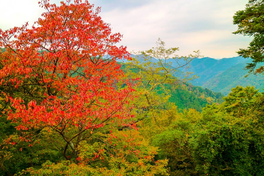 Tokyo’s Mt. Takao is also an excellent spot for koyo during the months of autumn