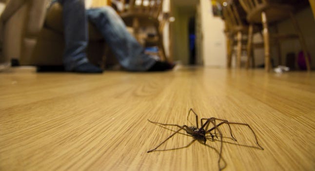 How To Protect The Inside Of Your Home Organically From Pests