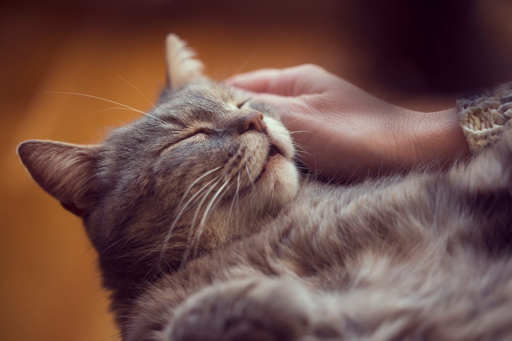 The healing power of your cat’s purr – Chilled Cat – Medium