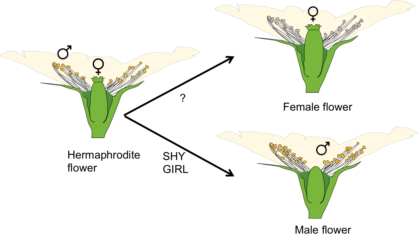 What The Meaning Of Hermaphrodite Flower At Sara Sugerman Blog What The Meaning Of Hermaphrodite Flower At Sara Sugerman Blog