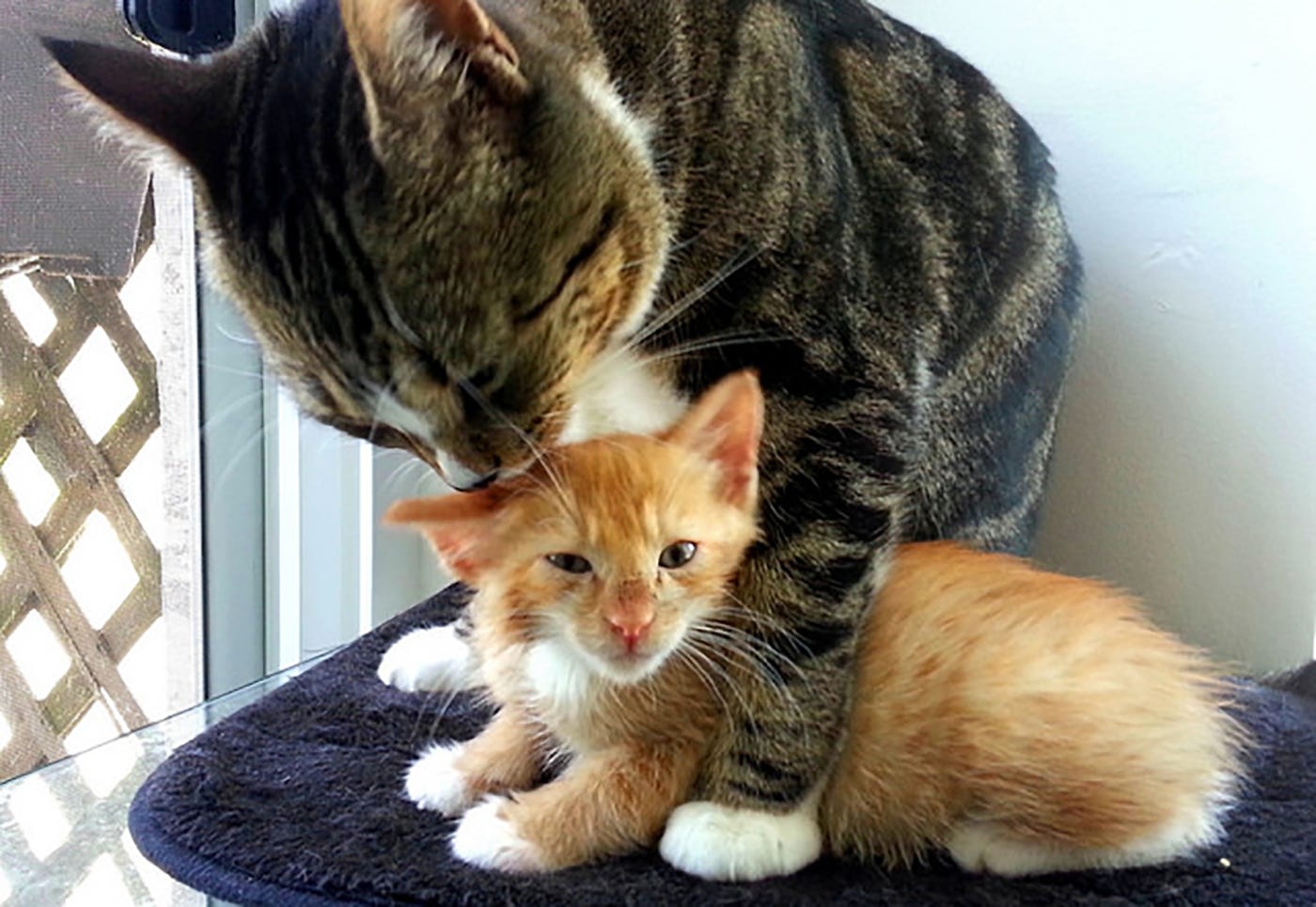 Adopting an Adult Cat vs. a Kitten – Radlilcat – Medium
