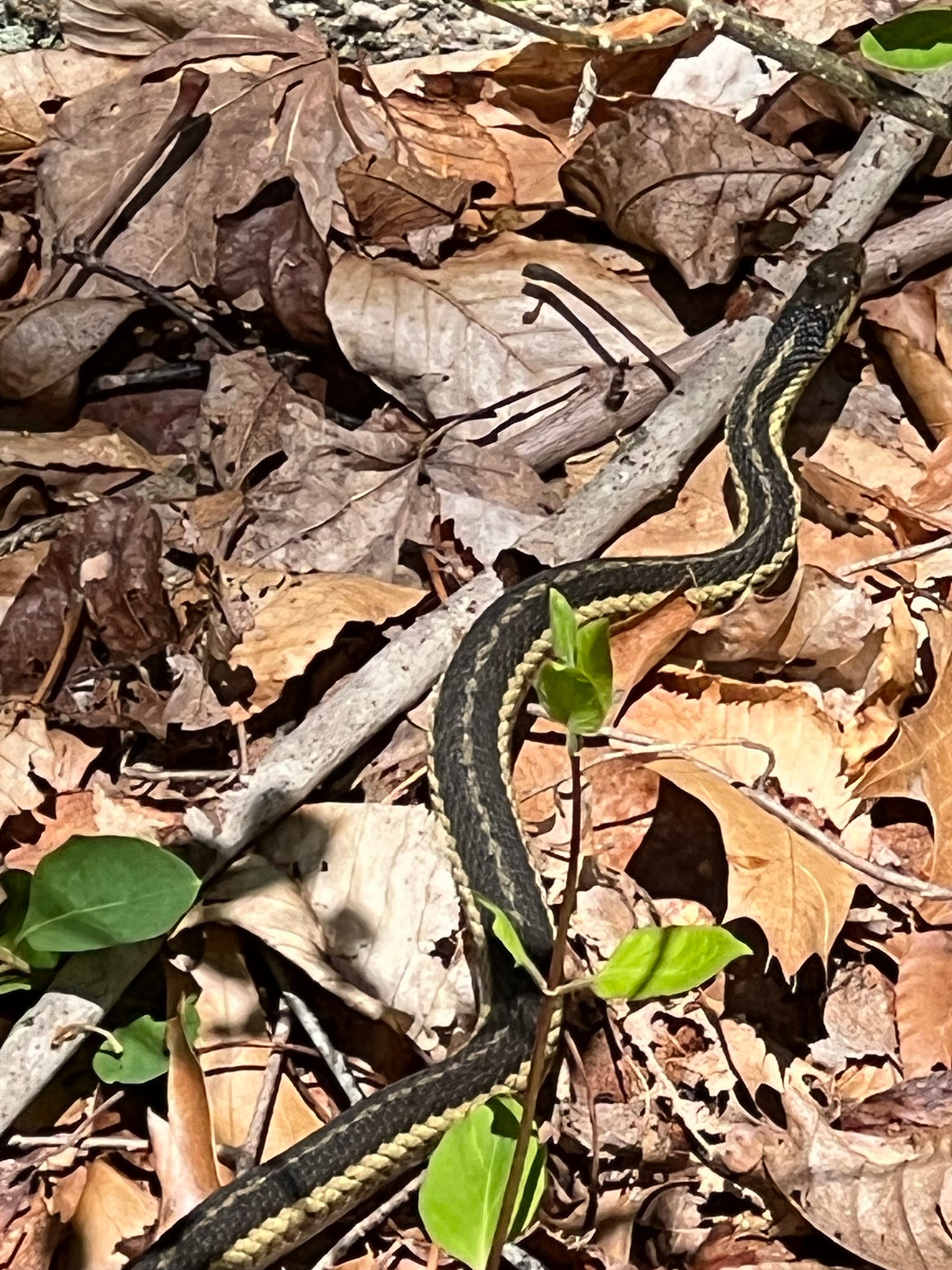 A ribbon snake in the early spring spotted in the Merritt Family Forest, Mystic, CT