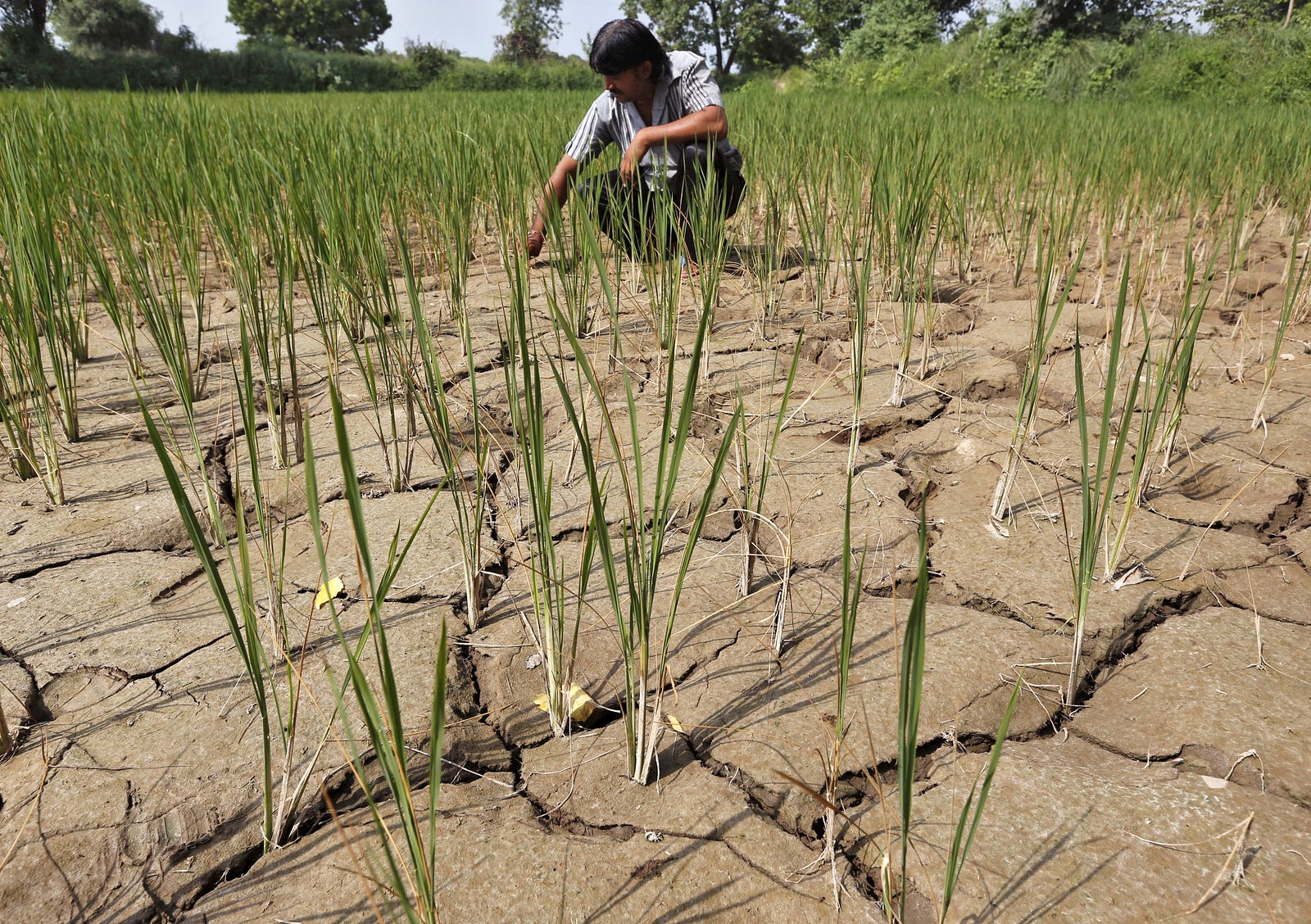 How To Solve Farmers Problems In India