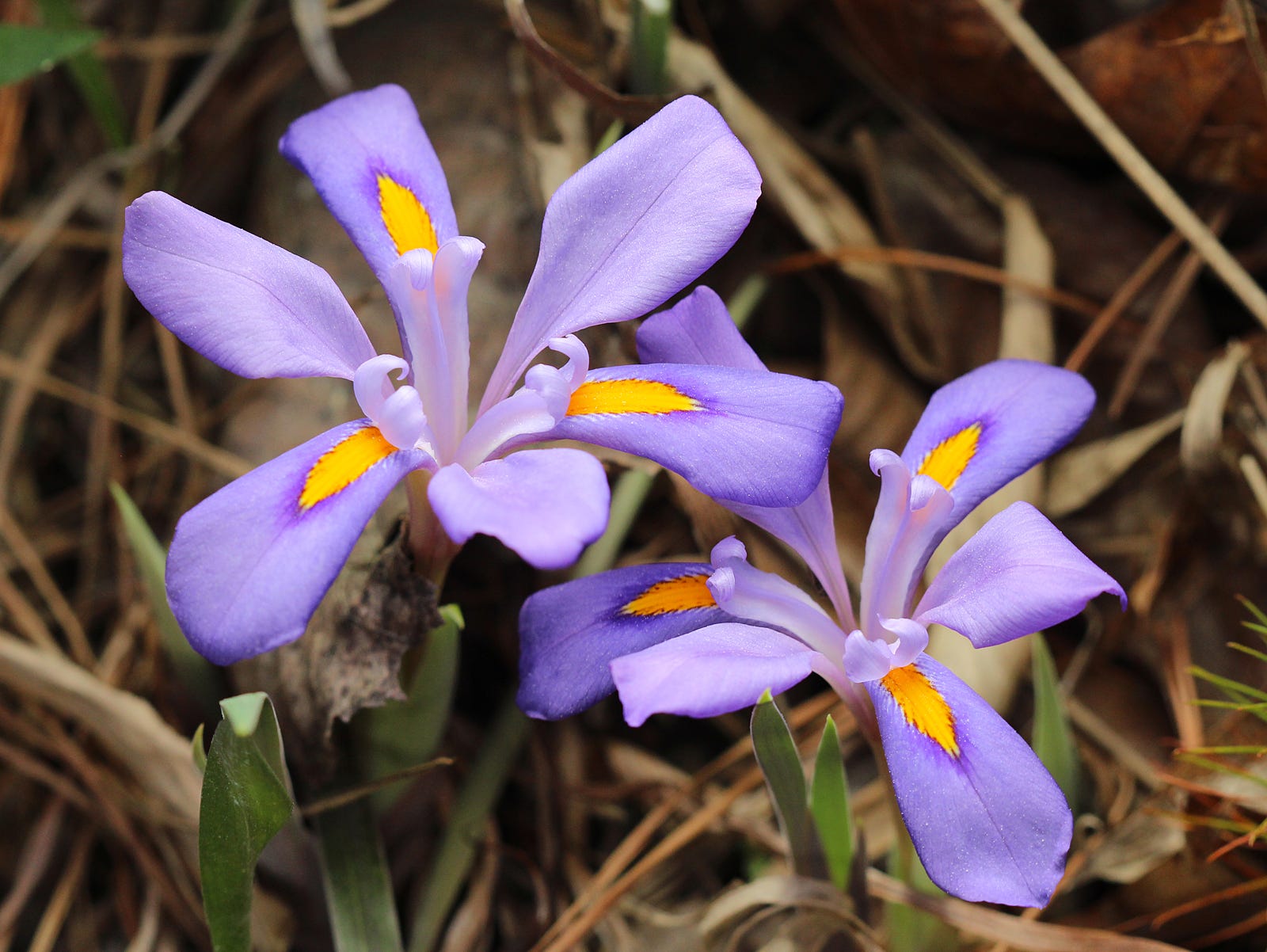 25 of the Most Beautiful Wildflowers in The Philipendium Medium