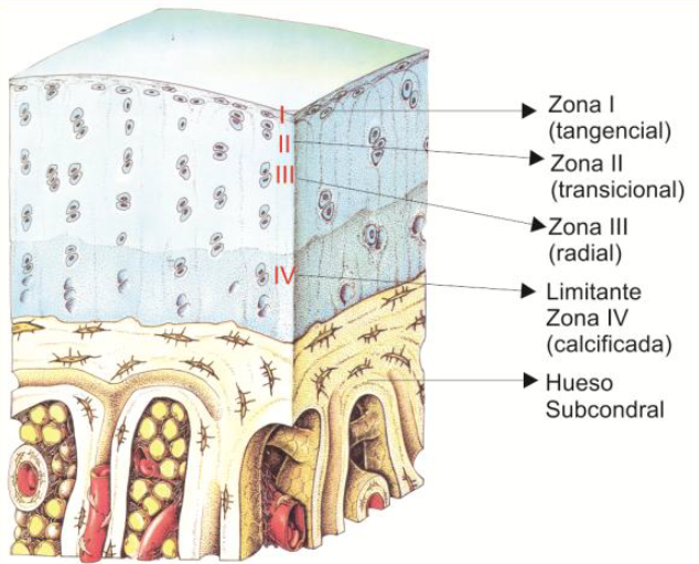 Cartílago articular: introducción a morfofisiología