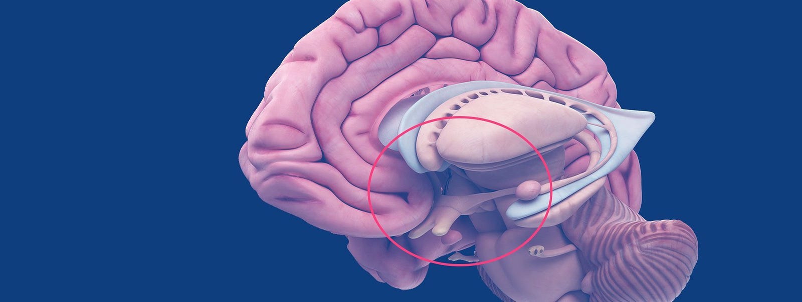 Unraveling The Mysteries Of Our Biological Rhythms The Suprachiasmatic Nucleus 1460