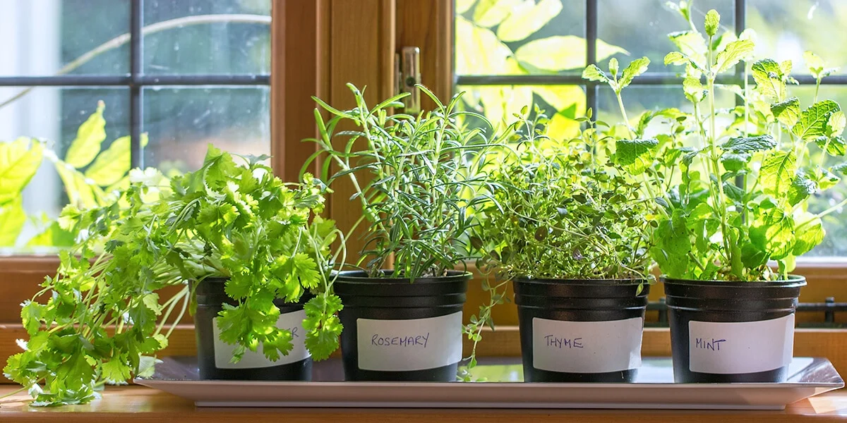 Indoor herb garden on a counter.