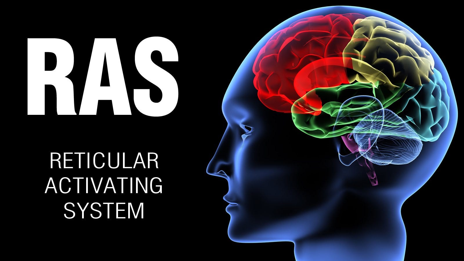 the-reticular-activating-system-s-ras-huge-influence-on-self-perception