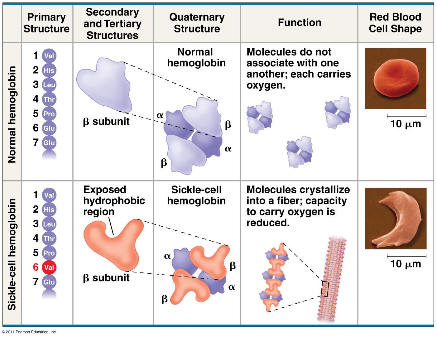 which-7-amino-acids-could-mimic-as-well-as-possible-all-the