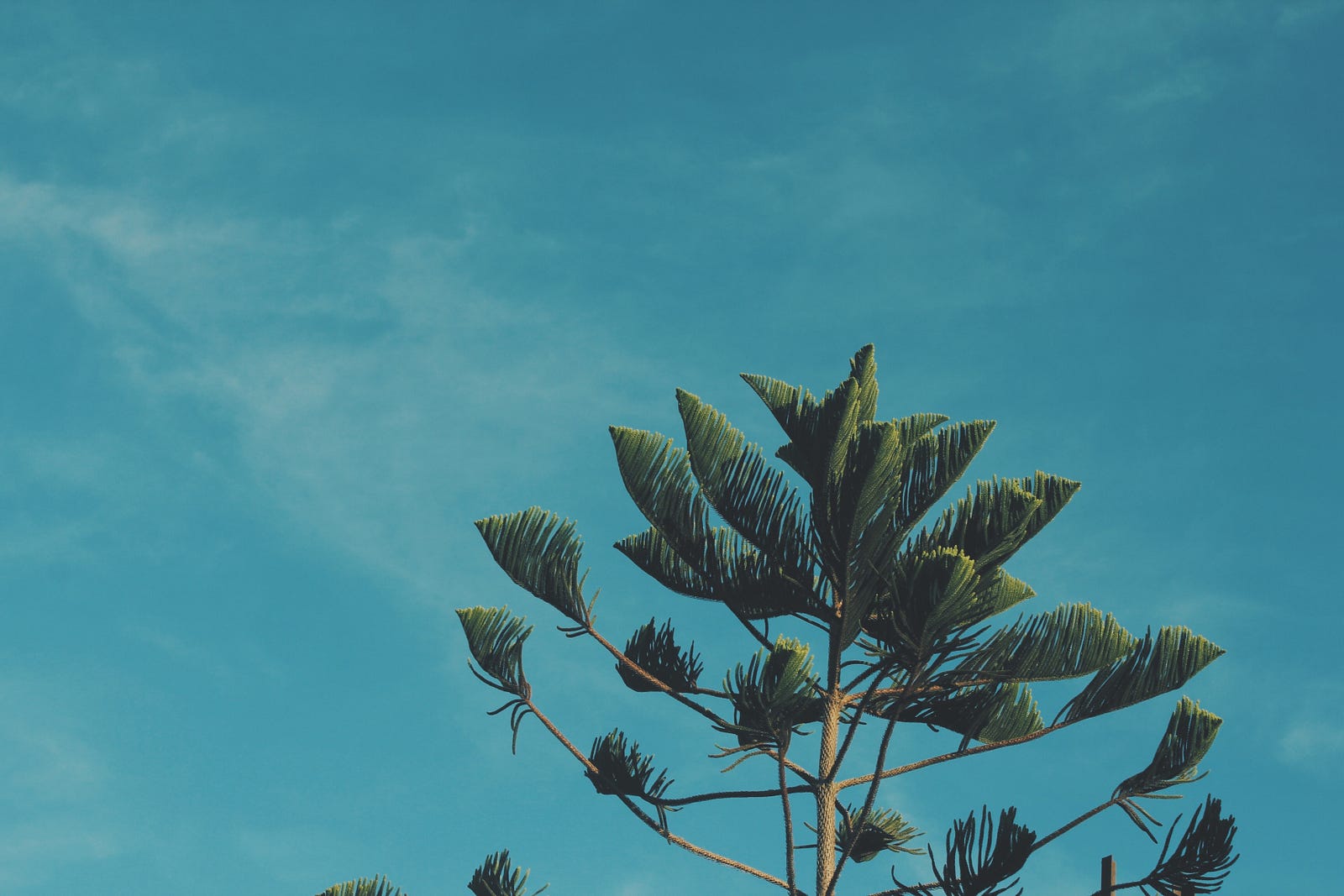 Simple Angular tree like structure – Vlad Nicu – Medium