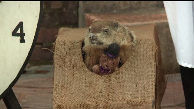 how accurate is groundhog day predictions