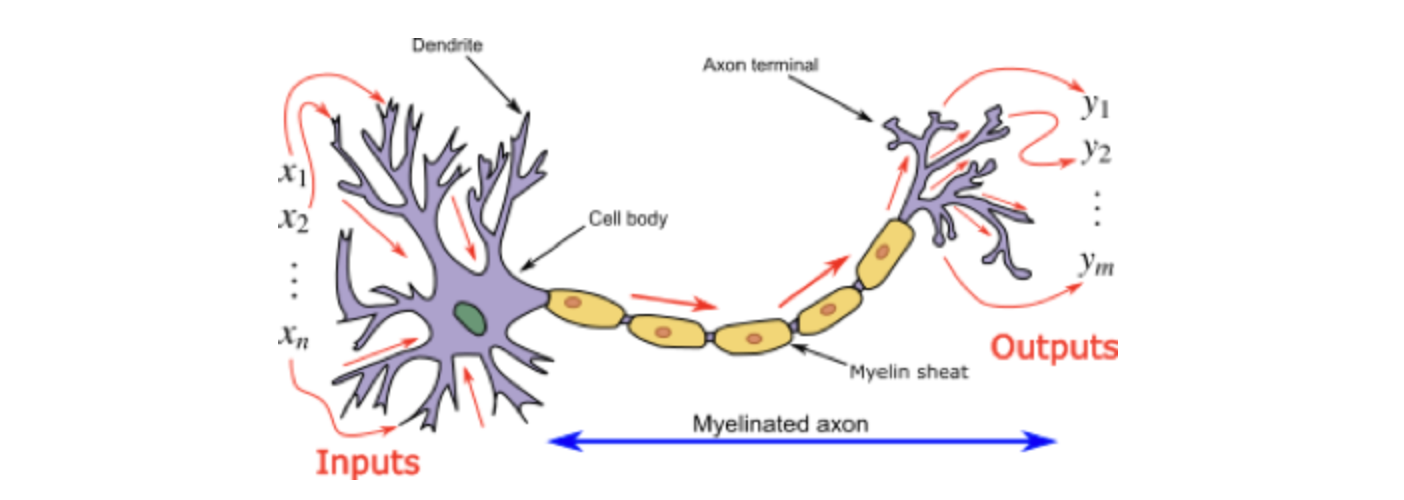 brain cells similarity with neurons