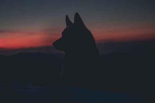 Silhouette of a wolf sitting and staring to the left, with a dark red sunset in the background.