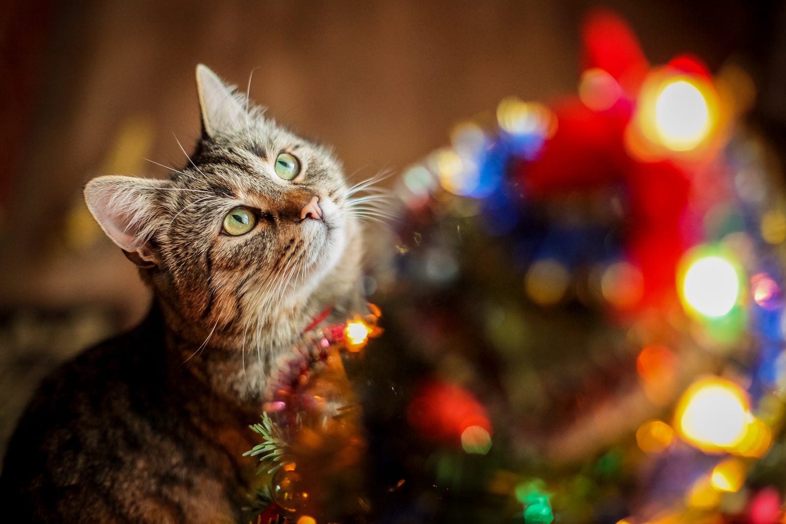 Expert Q&a: How To Help Your Cat Survive Through The Festive Season