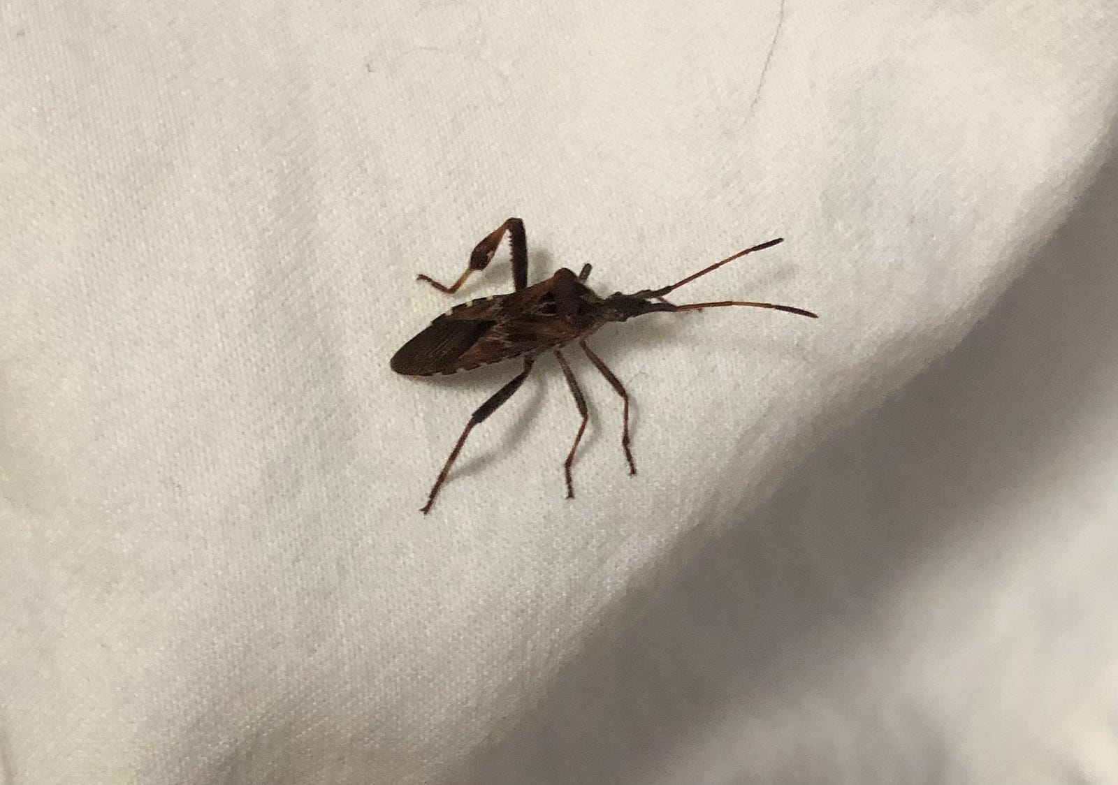 A Western Conifer Seed Bug crawls across a white linen tablecloth.