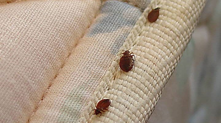 HOW TO TREAT YOUR BED BUG INFESTED COUCH? - Affordable Bed ...