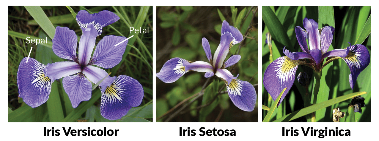 Supervised Machine Learning w/ Iris Flowers Classification