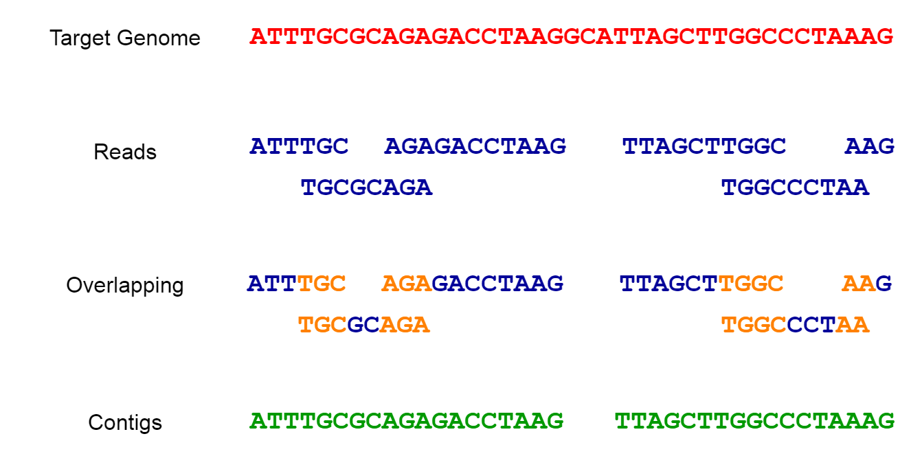 Dna Sequence Data Analysis — Starting Off In Bioinformatics