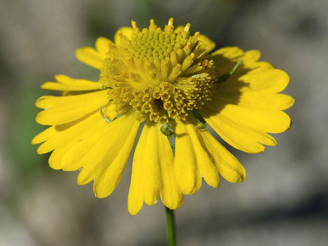 The Real Magical Plants of Harry Potter – U.S. Fish & Wildlife Service ...