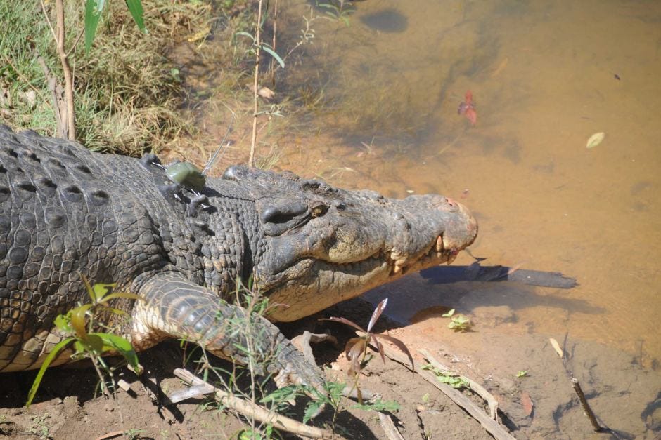 The enormous crocodile — owner of nature’s most complex heart