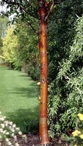 Betula redder bark