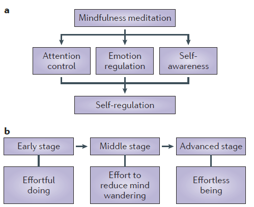 What Mindfulness Meditation Does to Your Brain – Jacob Roshgadol – Medium