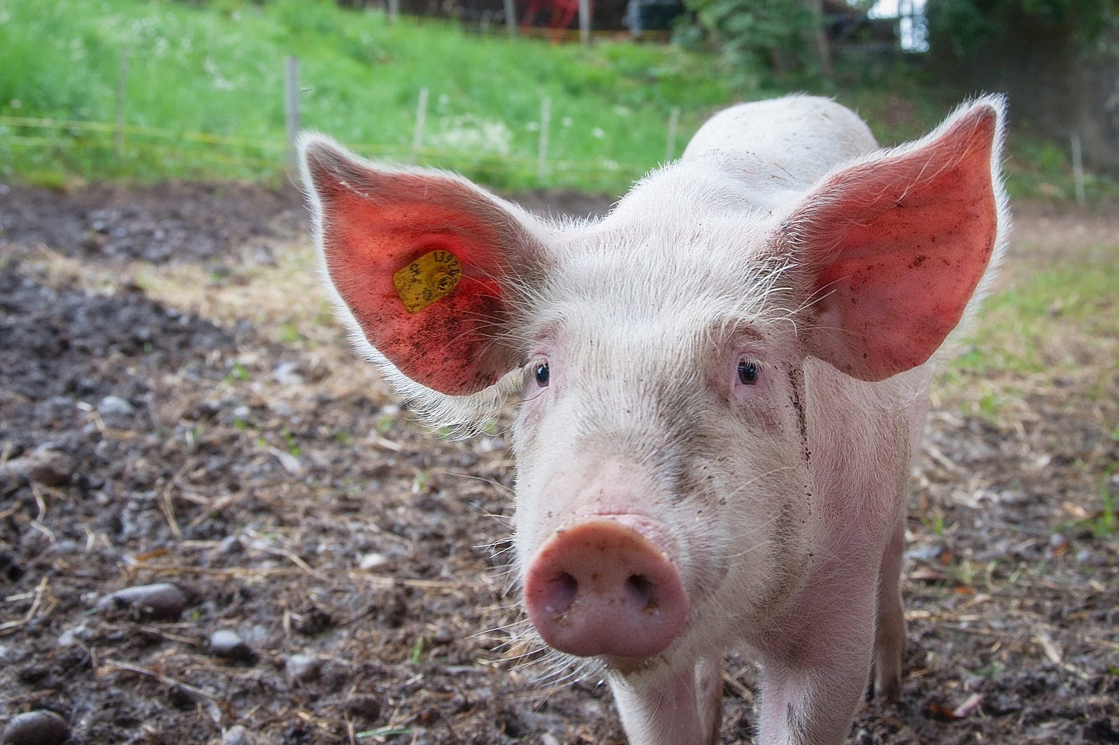 scientists-engineer-cleaner-pig-poop-nexus-media