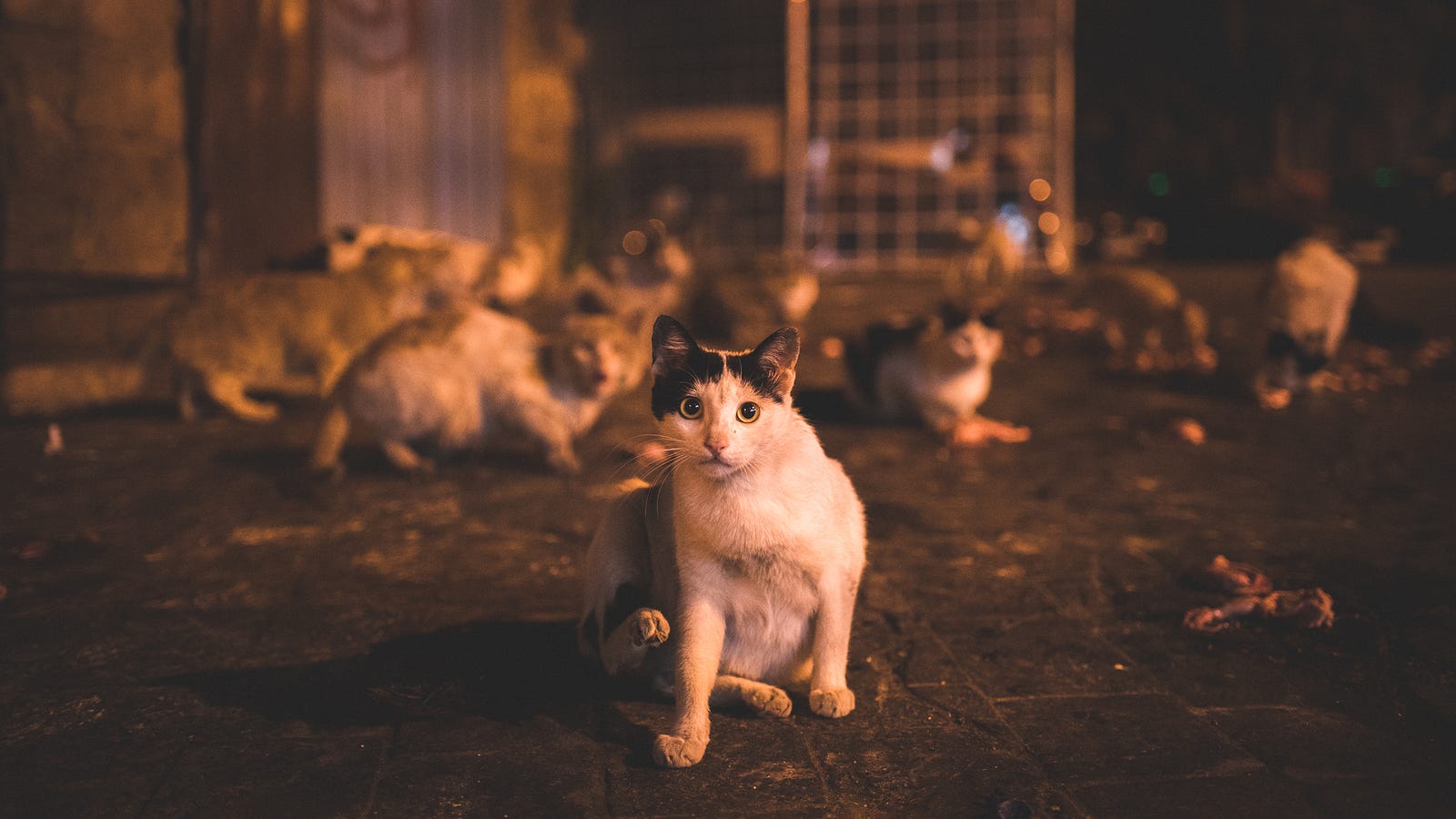 A cat sits on her butt, on the dingy, squid strewn streets with her possey of pussycats behind her.