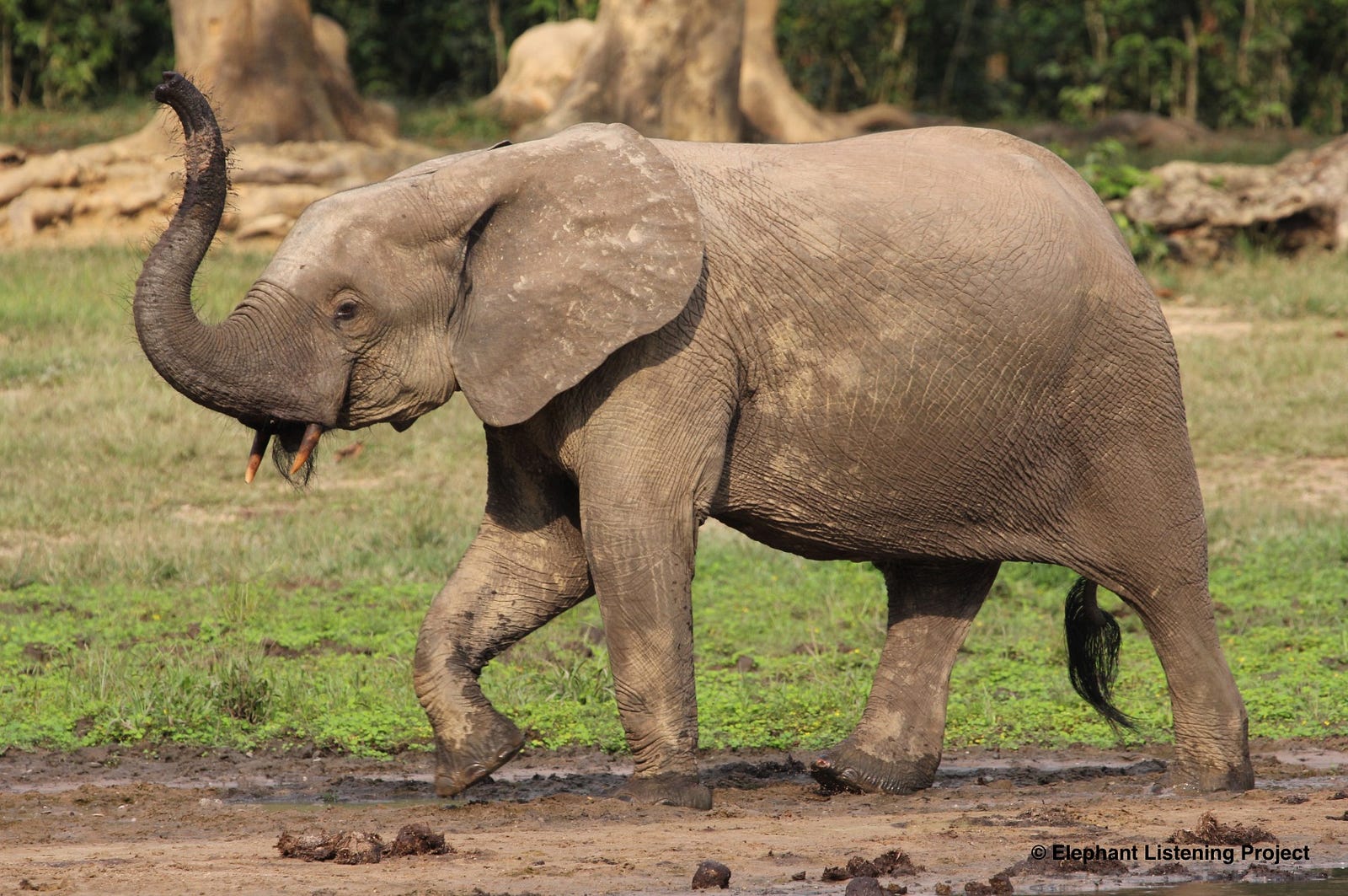 Long Distance Communication in Forest Elephants – ELP Rumbles – Medium