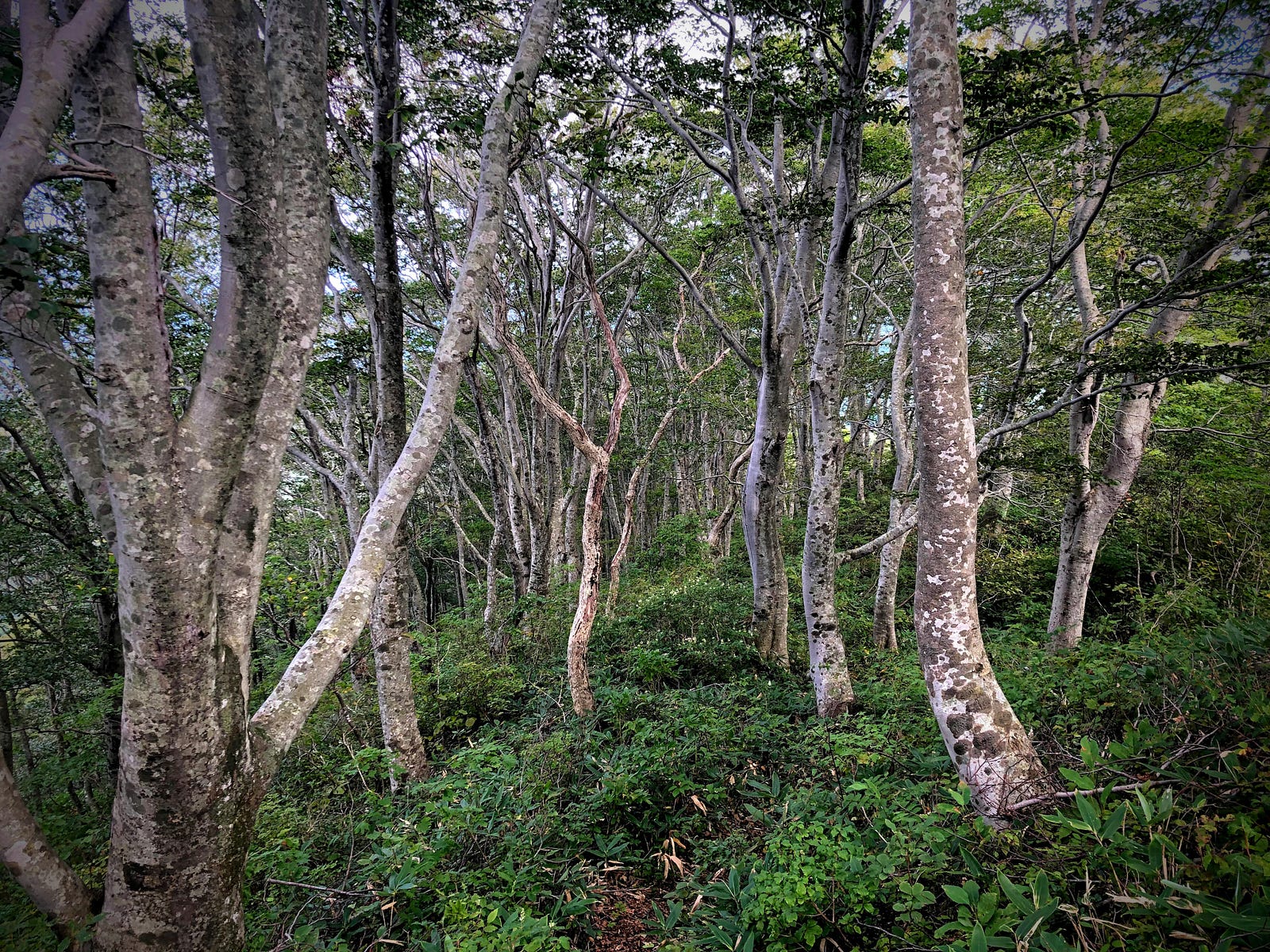 A forest of beech trees with characteristic white trunks covered in black lichen on Mt. Fujikura, one of the 100 Famous Mountains of Yamagata, Japan.