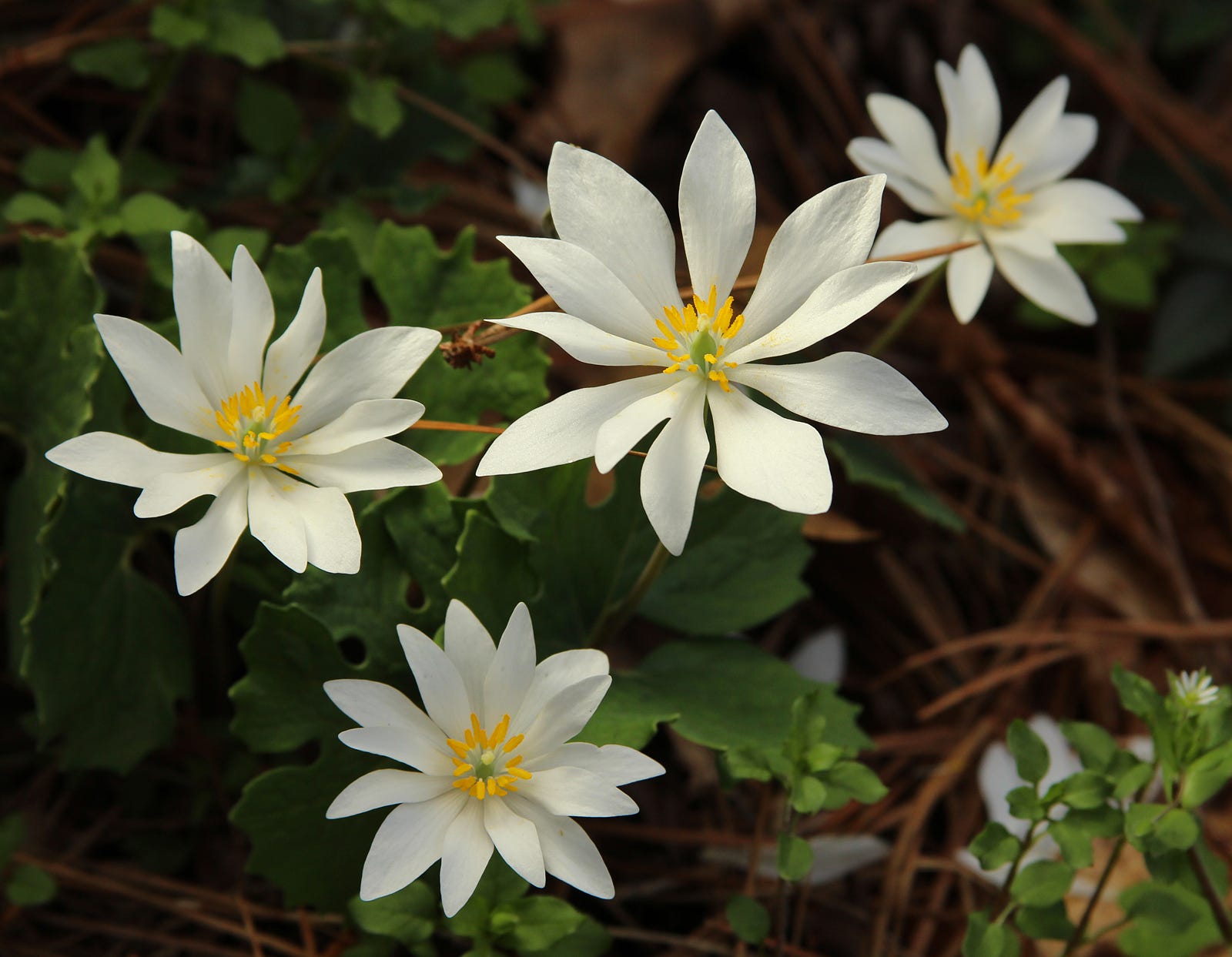 25 of the Most Beautiful Wildflowers in Georgia - The ...