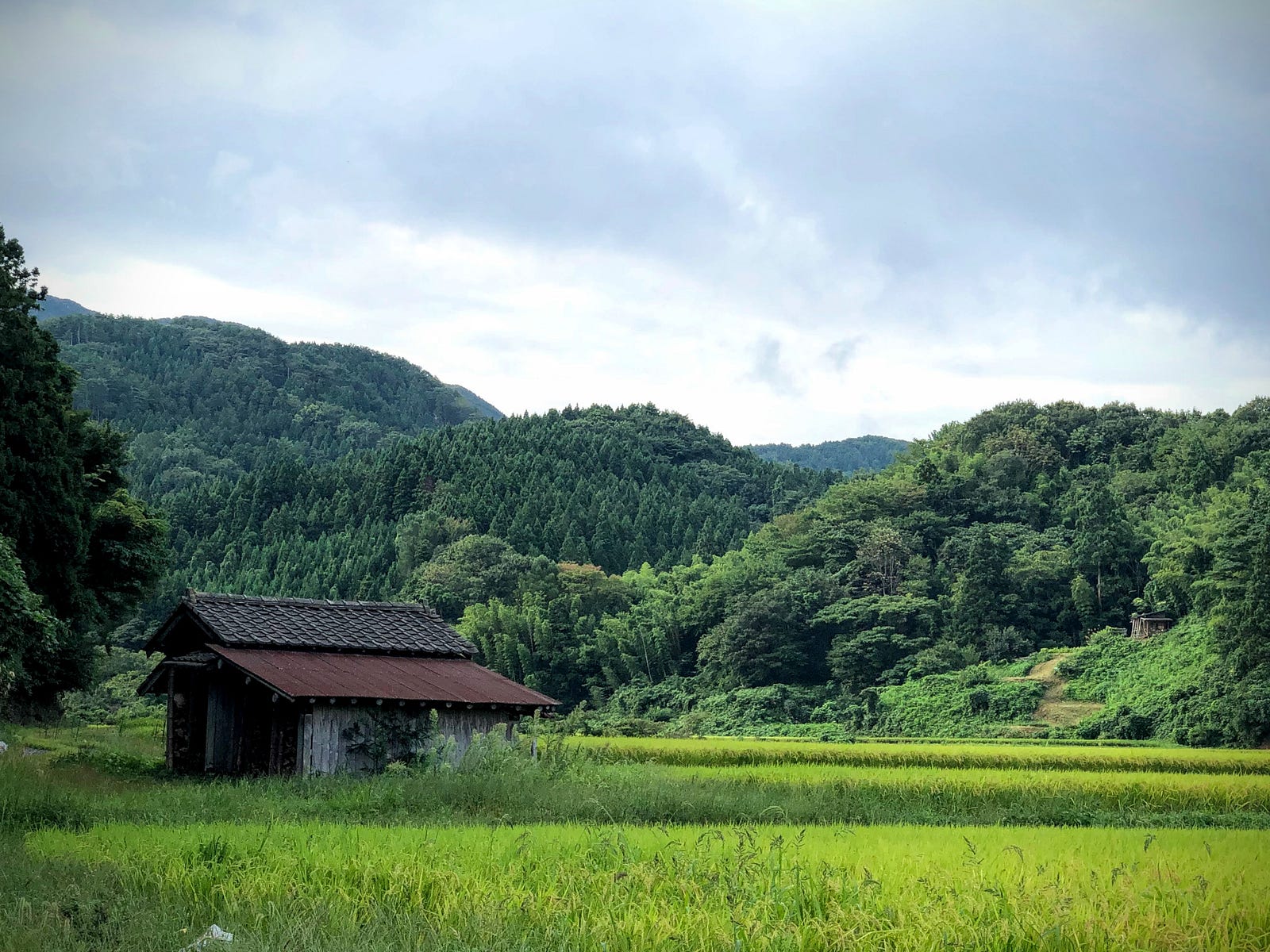 A shack in a rice field with Mt. Fujikura in the background