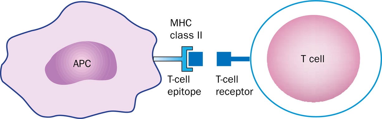 Predicting peptide immunogenicity with deep learning