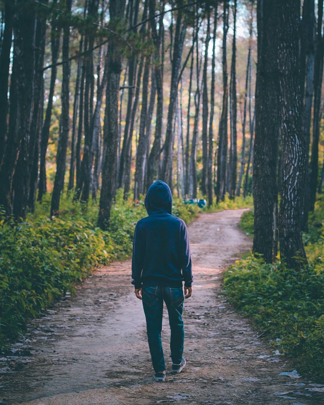Berburu Foto Epik di Hutan Pinus Samparona - Pergi.com ...