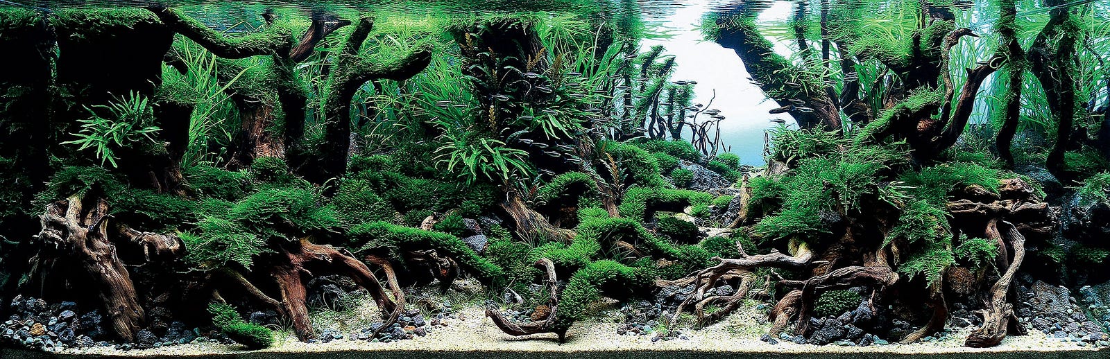 weekend diversion aquarium art