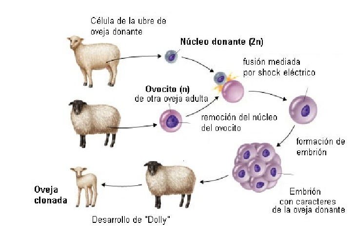 Resultado de imagen para como se crean los animales transgénicos