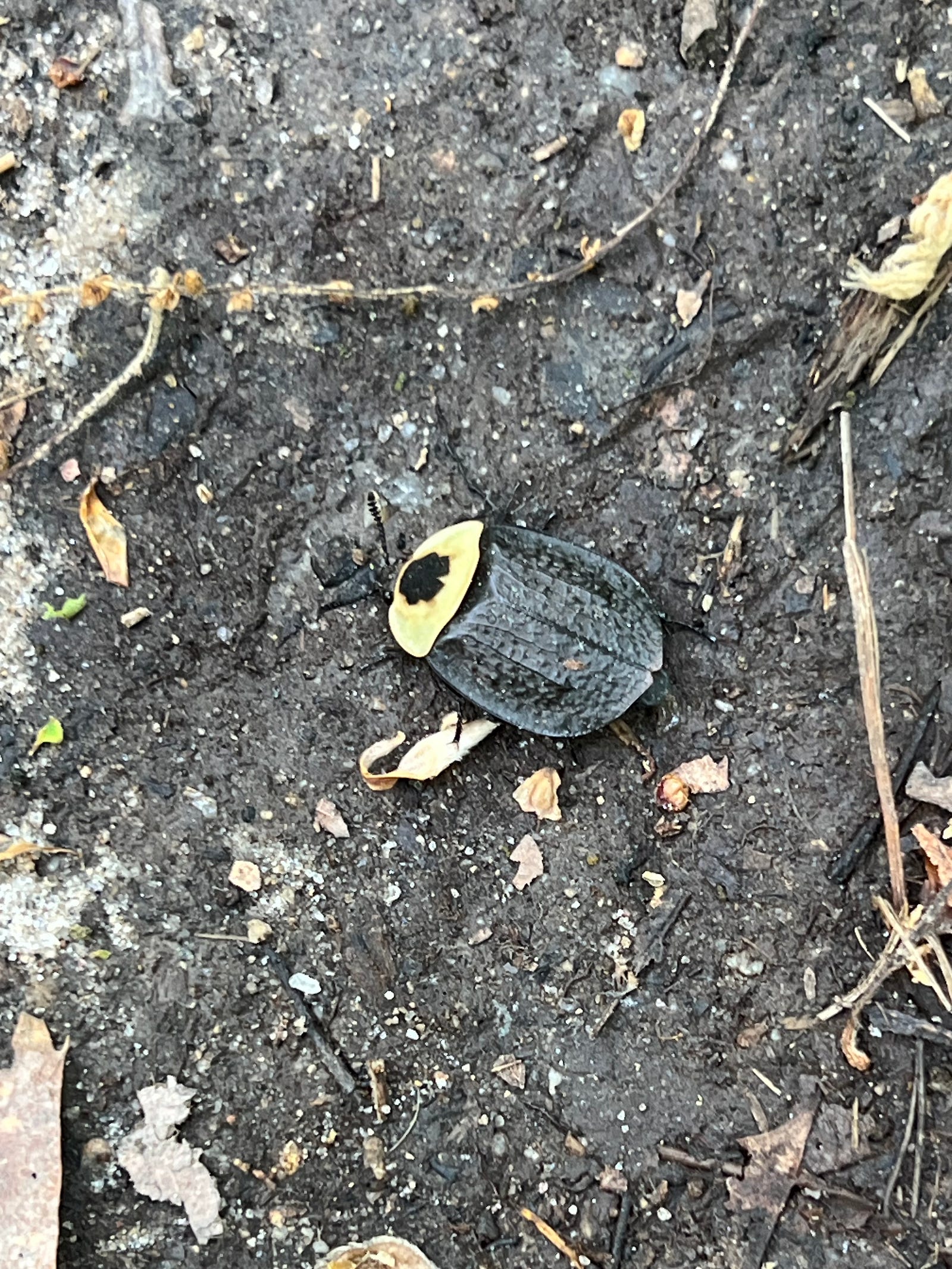 Photo of an American Carrion Beetle (Necrophila americana) in the Merret Family Forest, in Mystic, CT. The bettle’s body is black with a yellow head that features a black dot in the center.