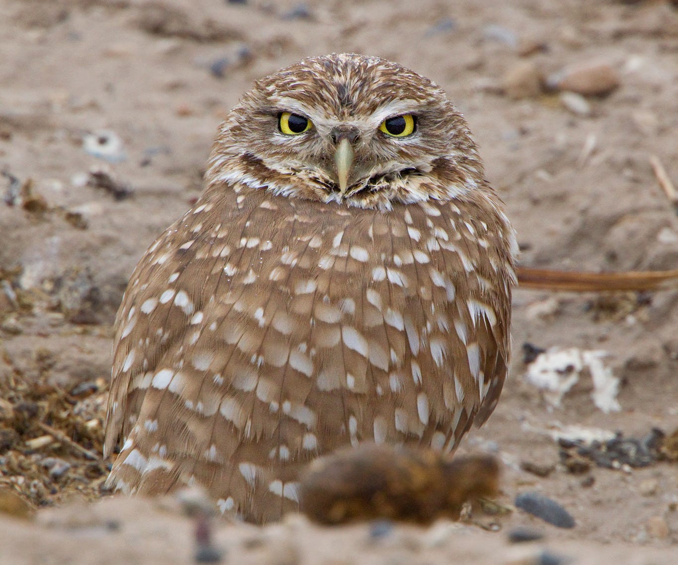 Who’s Who: 10 Superb Owls Worth Knowing – Updates from the U.S. Fish ...