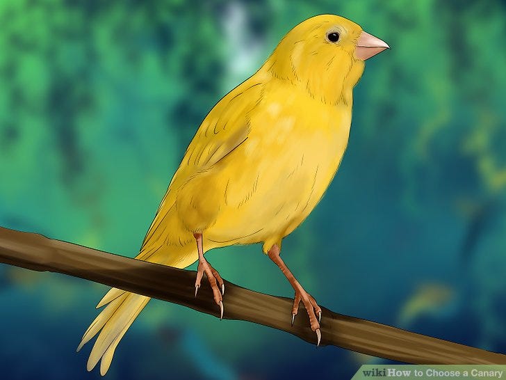 discord canary