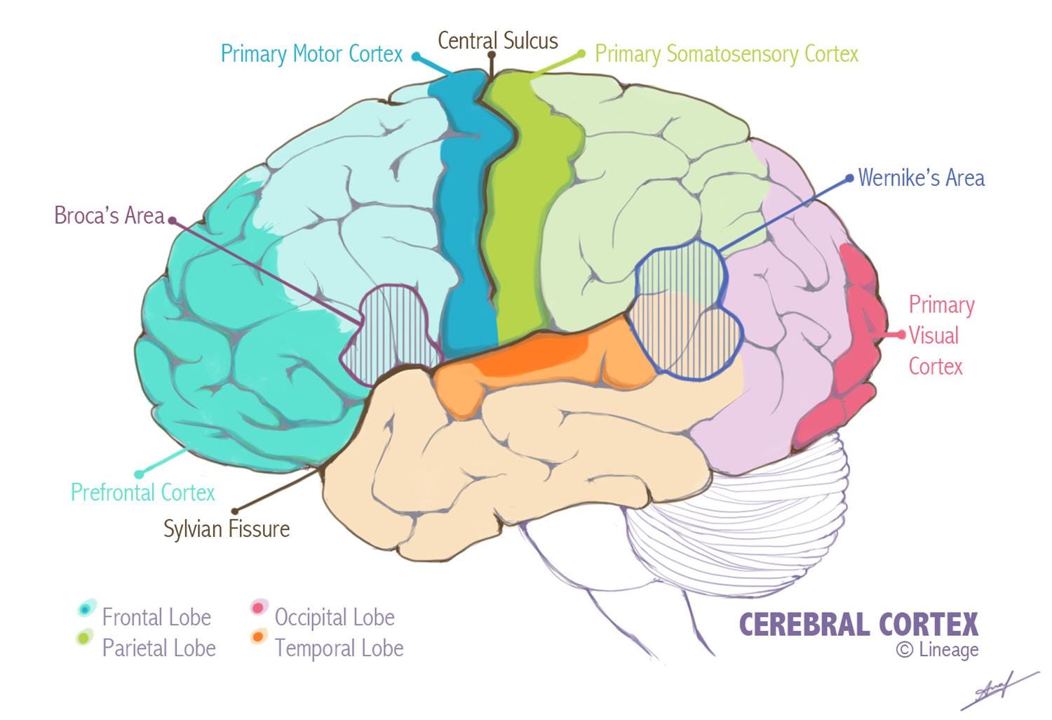 The Connection Of Point Brain Computer Interface The Cerebral Cortex The Connection Of Point Brain Computer Interface The Cerebral Cortex